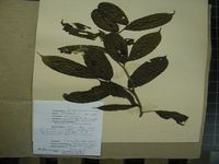 Herbarium sample